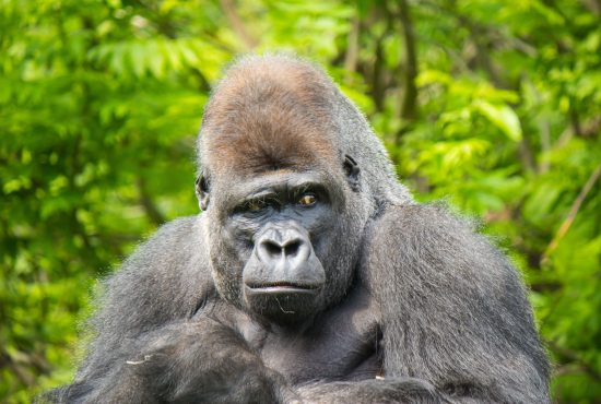 Helen Cox Marketing and Business Development Consultant and AI trainer for Professional Services and B2B firms in the UK London and Kent